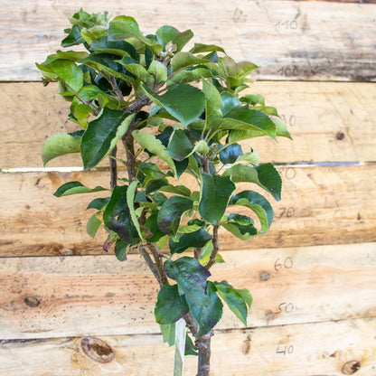 Apfel Zwergenstar detail