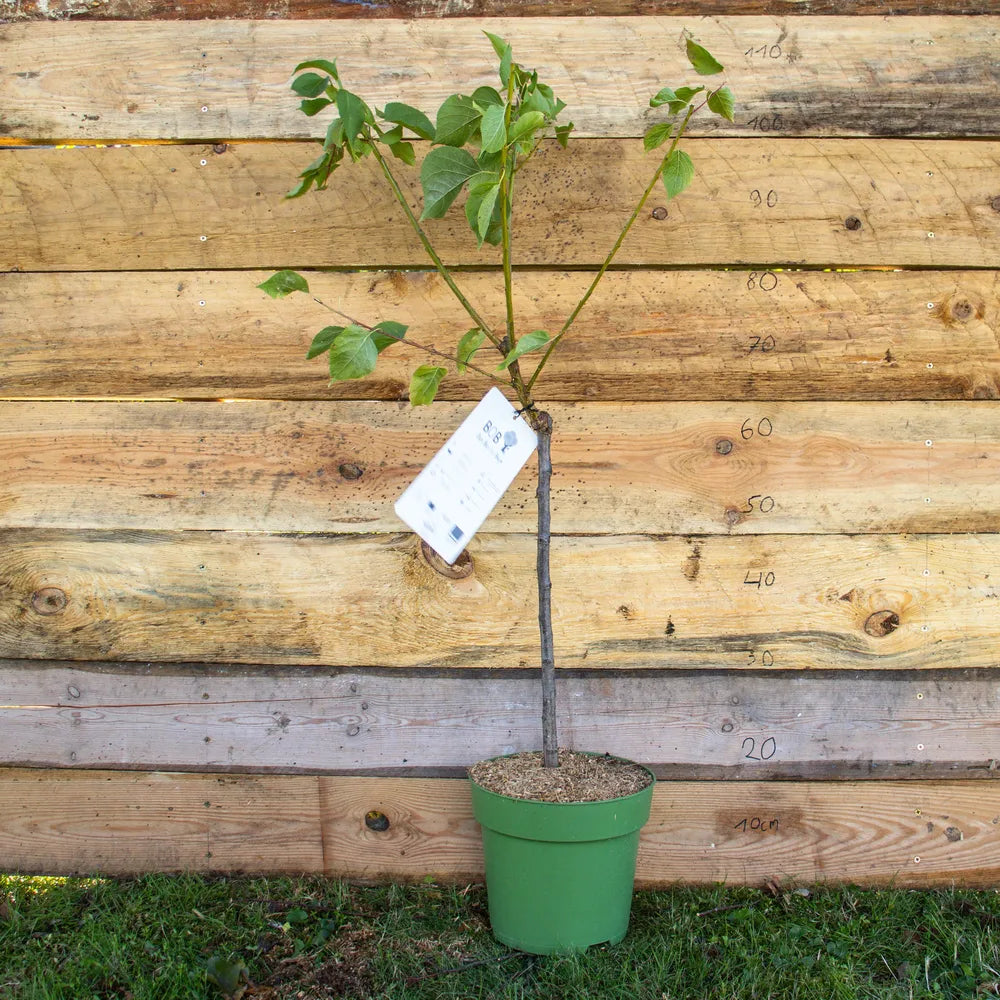 Aprikose Zwergenstar