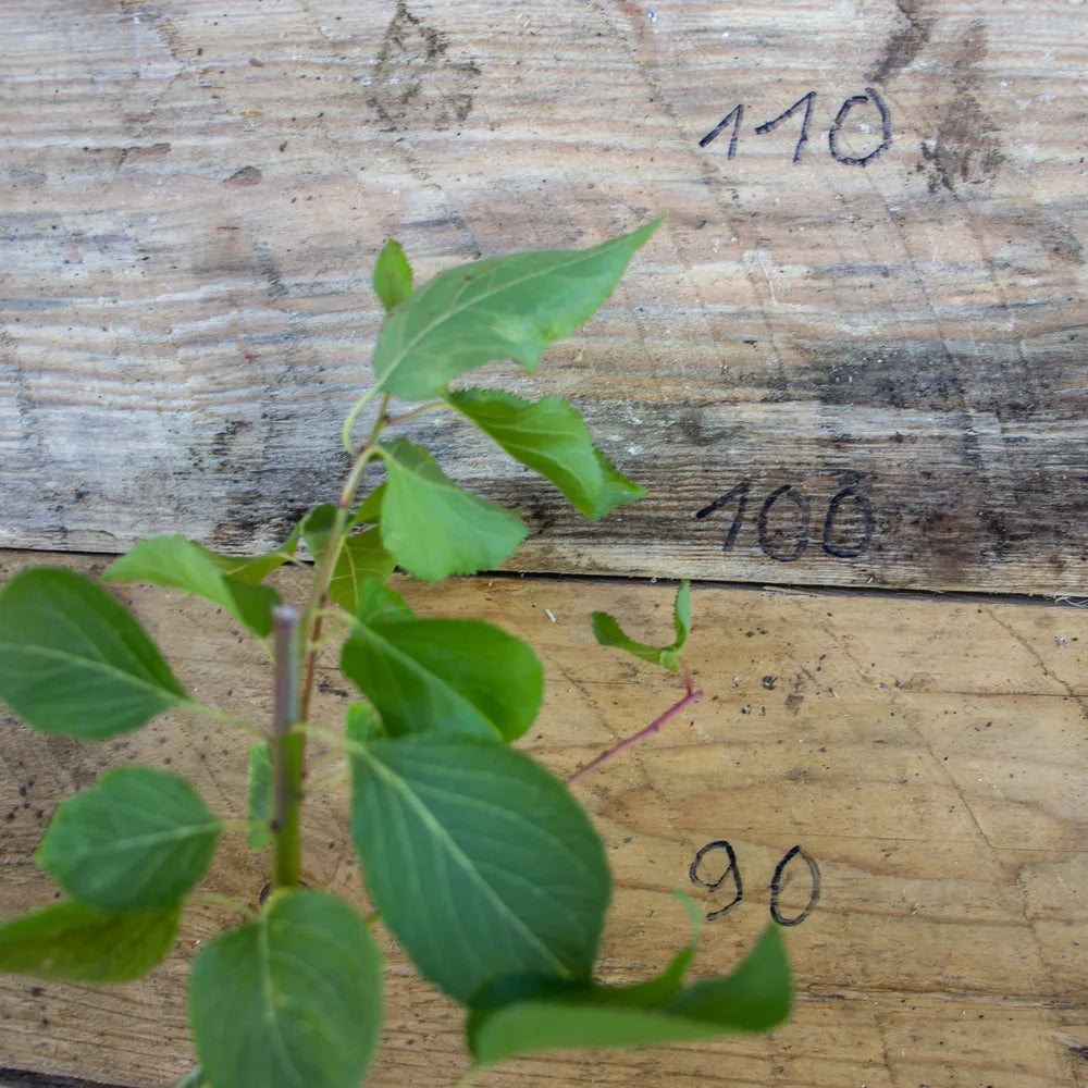 Aprikose Zwergenstar detail