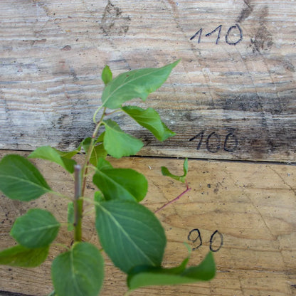 Aprikose Zwergenstar detail