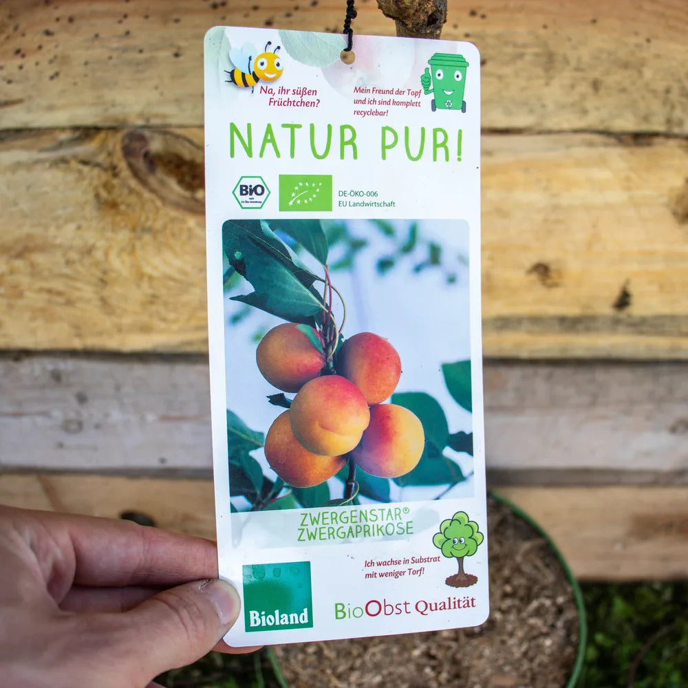 Aprikose Zwergenstar label