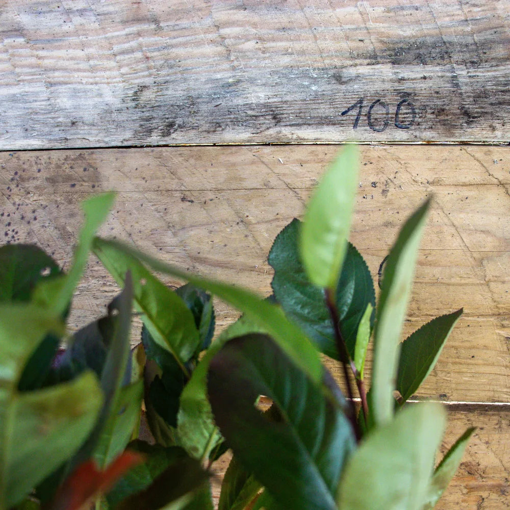 Aronia_Busch_Nero_detail1