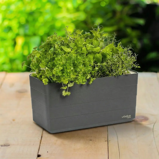 Bewässerungskasten Berberis