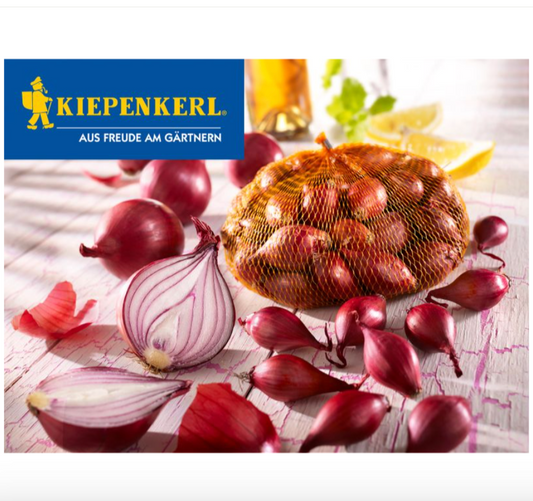 Rote Steckzwiebel Akado