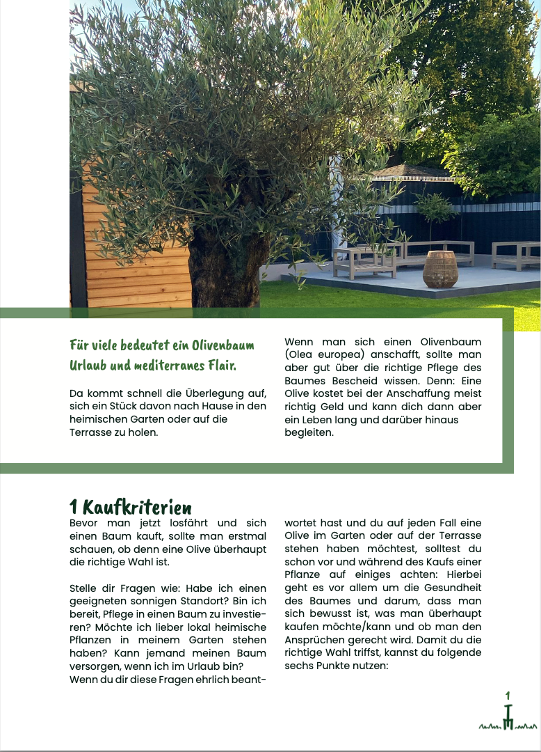 alles-rund-um-den-olivenbaum