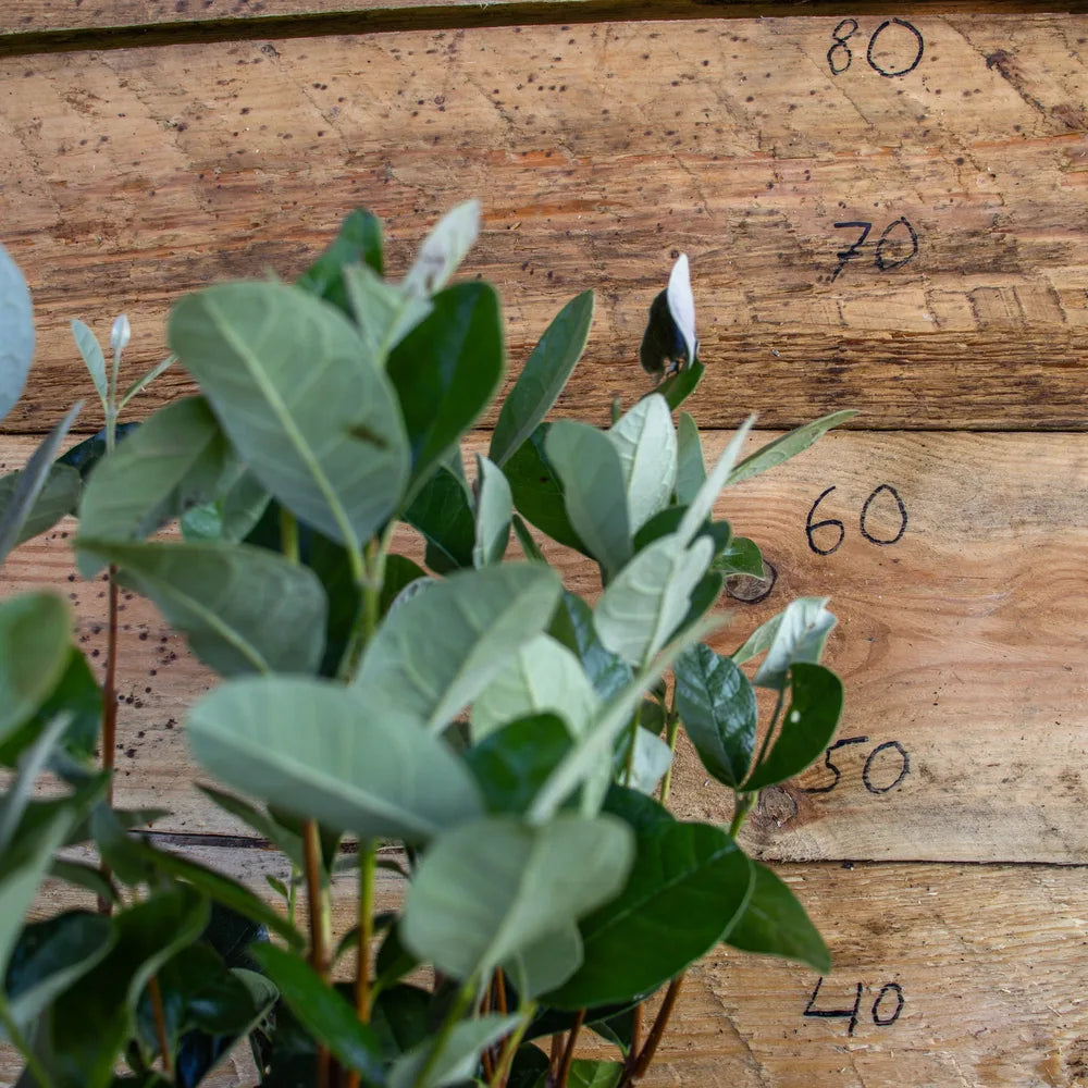 Brasilianische Guave detail