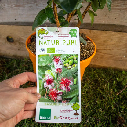 Brasilianische Guave label