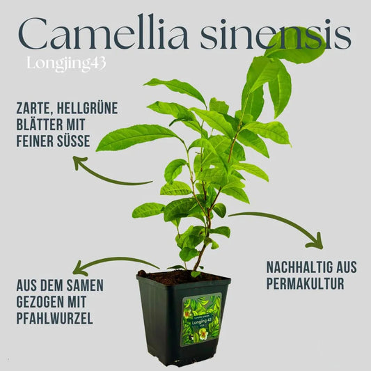 Teepflanze 'Longjing 43' (Camellia sinensis) – für Grüntee & Matcha + 10 Samen gratis