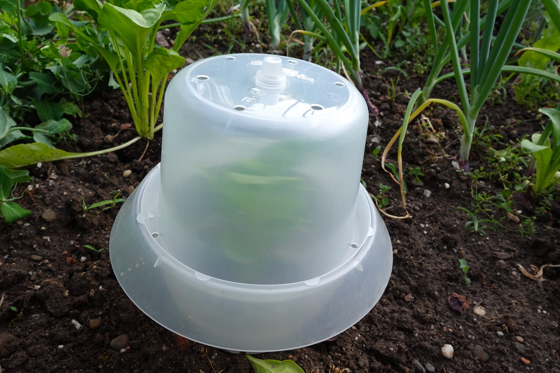 Schneckenkragenhaube