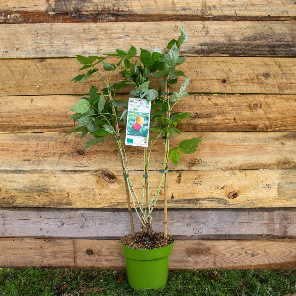 Duo Gelbe und Rote Himbeere