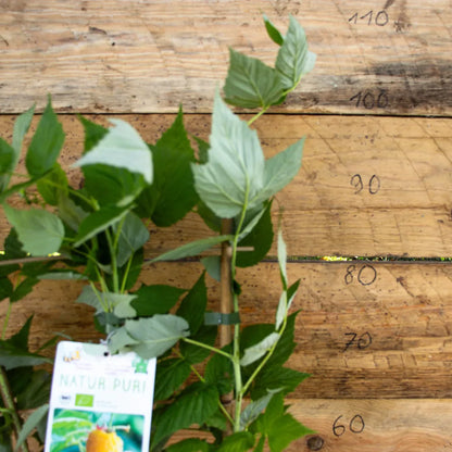 Duo Gelbe und Rote Himbeere detail