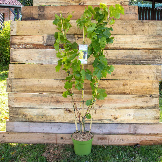 Duo Wein Regent und Phoenix