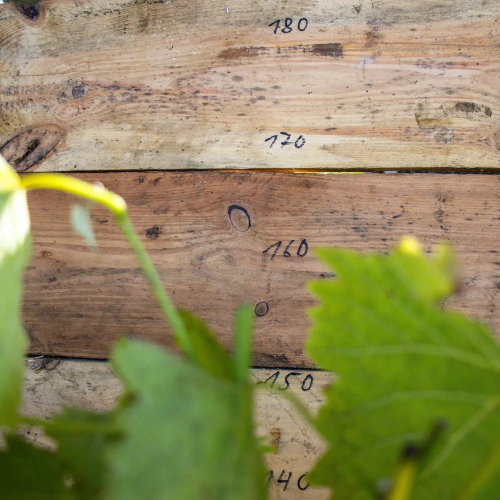 Duo Wein Regent und Phoenix detail