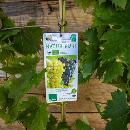 Duo Wein Regent und Phoenix label