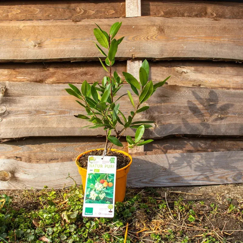 Erdbeerbaum_1