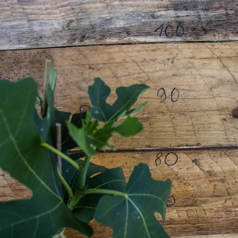 Feige Bornholm detail