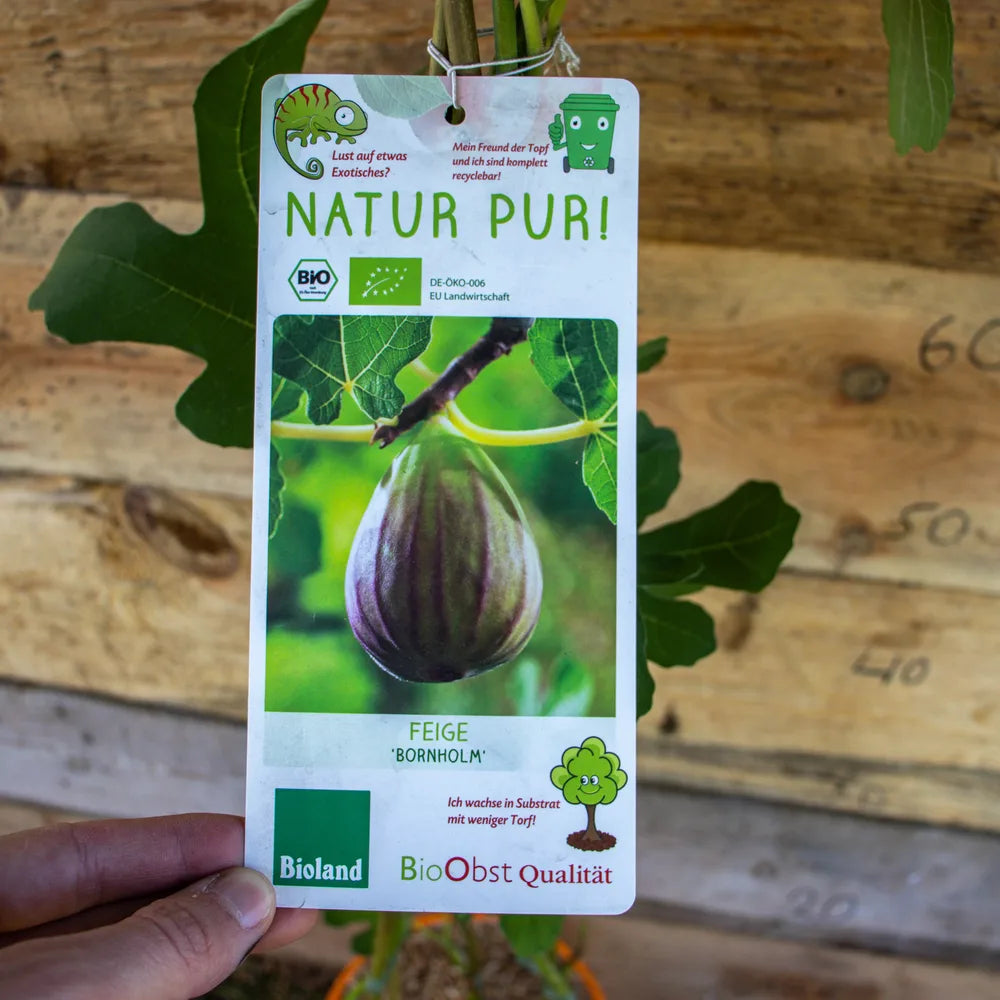 Feige Bornholm label