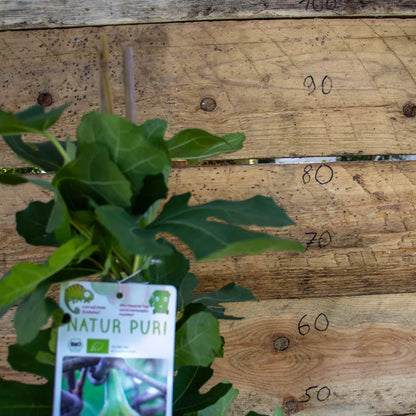 Feige Brown Turkey detail