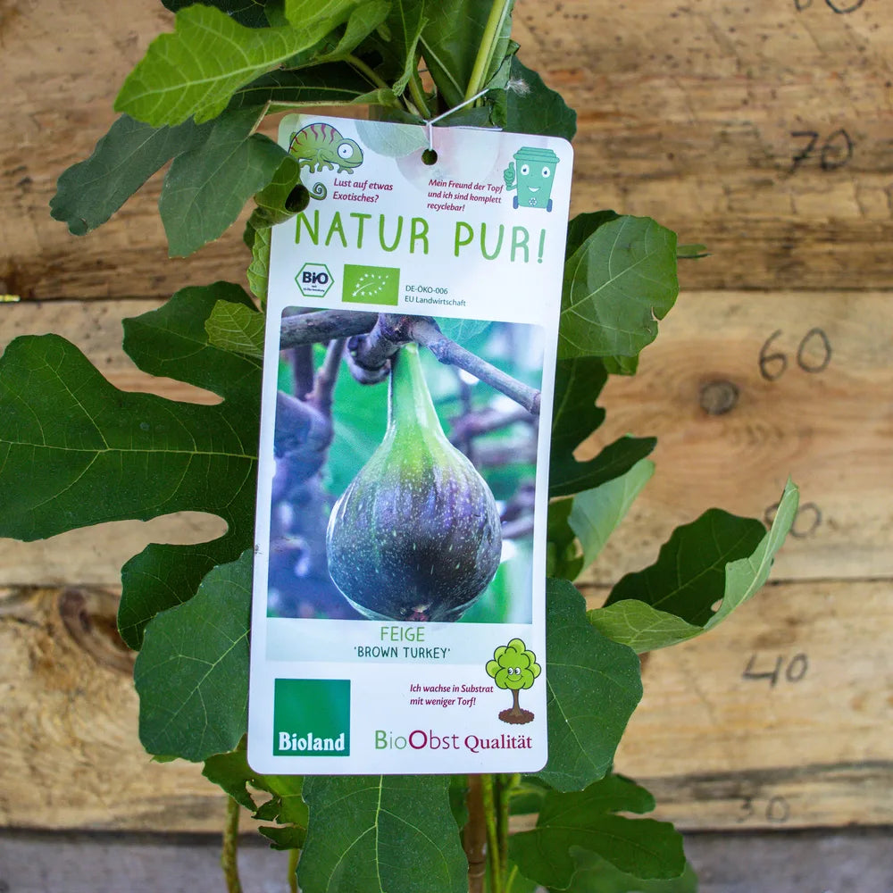 Feige Brown Turkey label