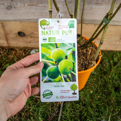 FeigeDesertKingLabel