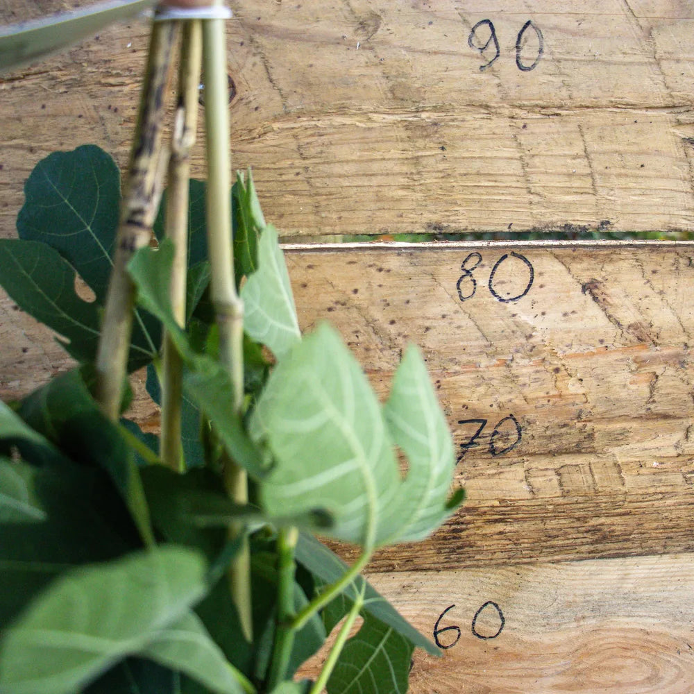 Feige Desert King detail