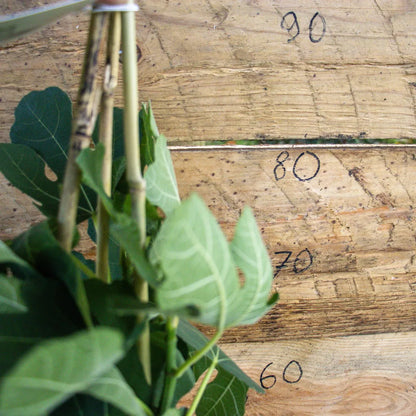 Feige Desert King detail