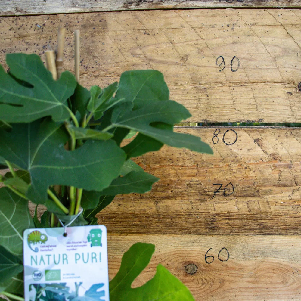 Feige Peretta detail