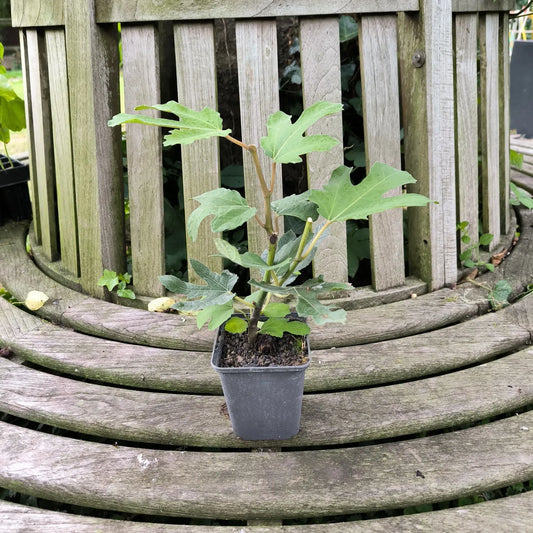 Feigenbaum Little Miss Figgy