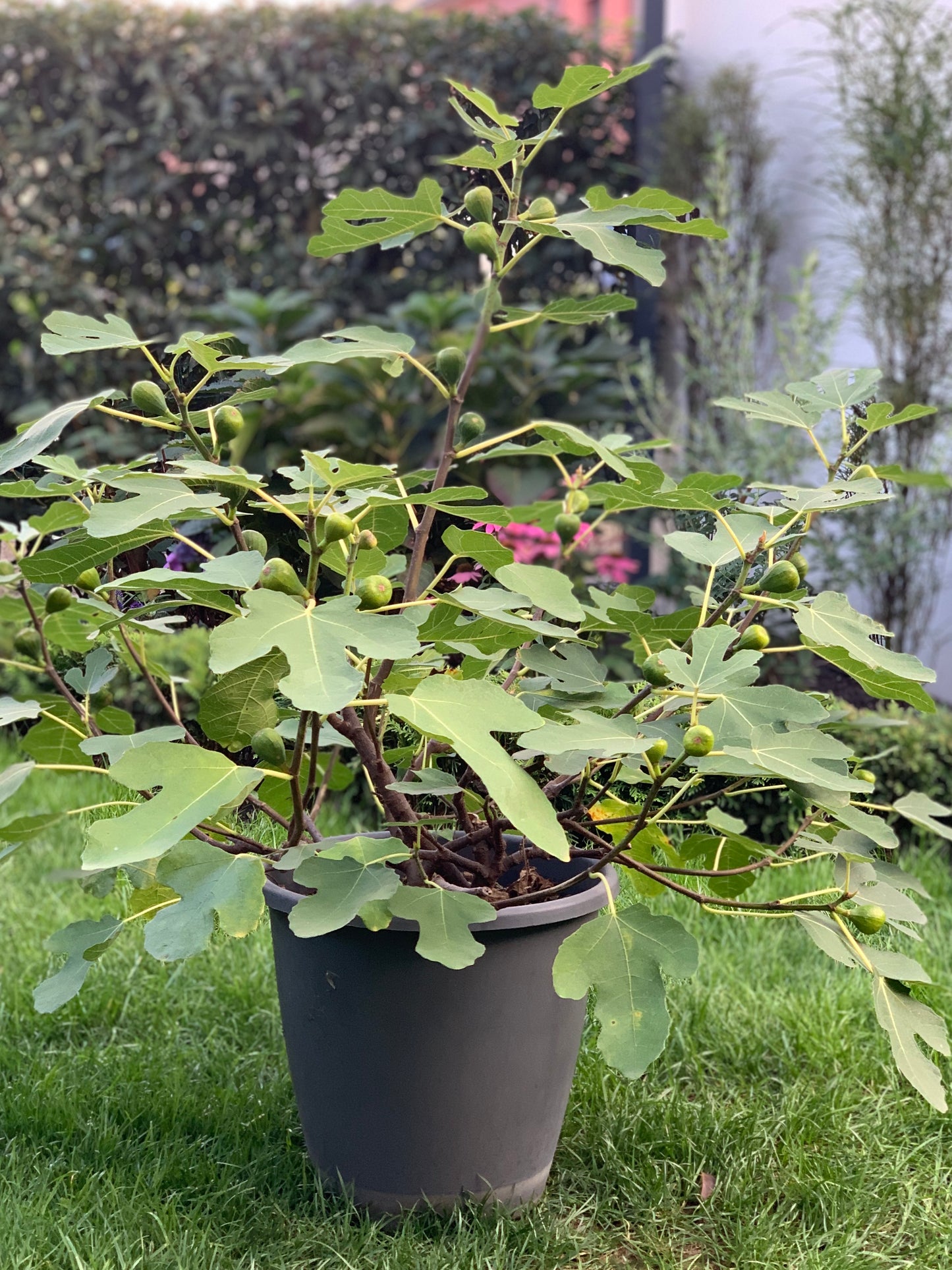 Feigenbaum Firoma
