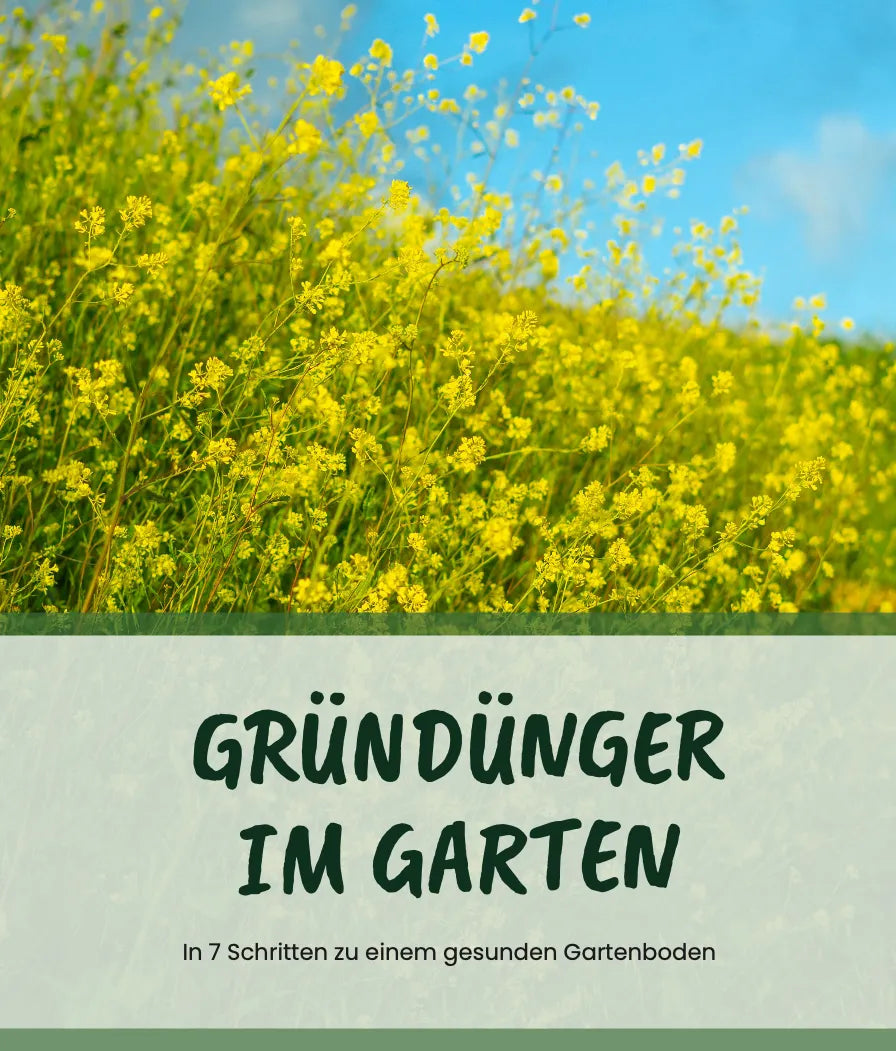 Gründünger im Gemüsegarten sinnvoll nutzen von Felix Hobby Garten (PDF)