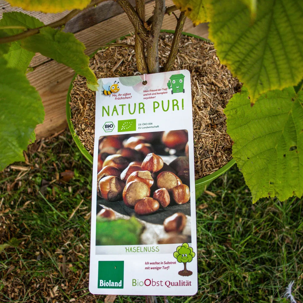 Haselnussbusch_label