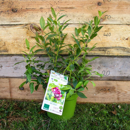 Heidelbeere Pink Lemonade