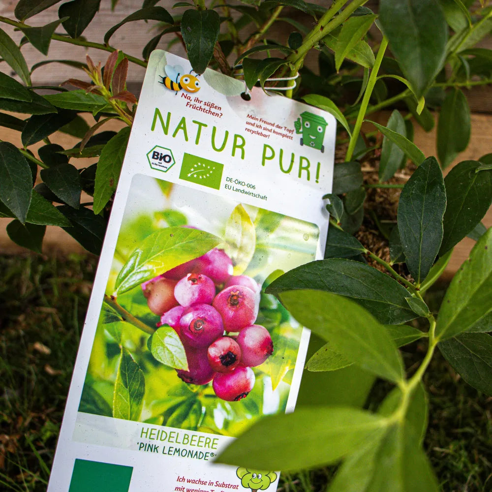 Heidelbeere Pink Lemonade label
