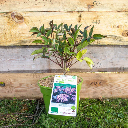 HolunderbuschBlackBeauty