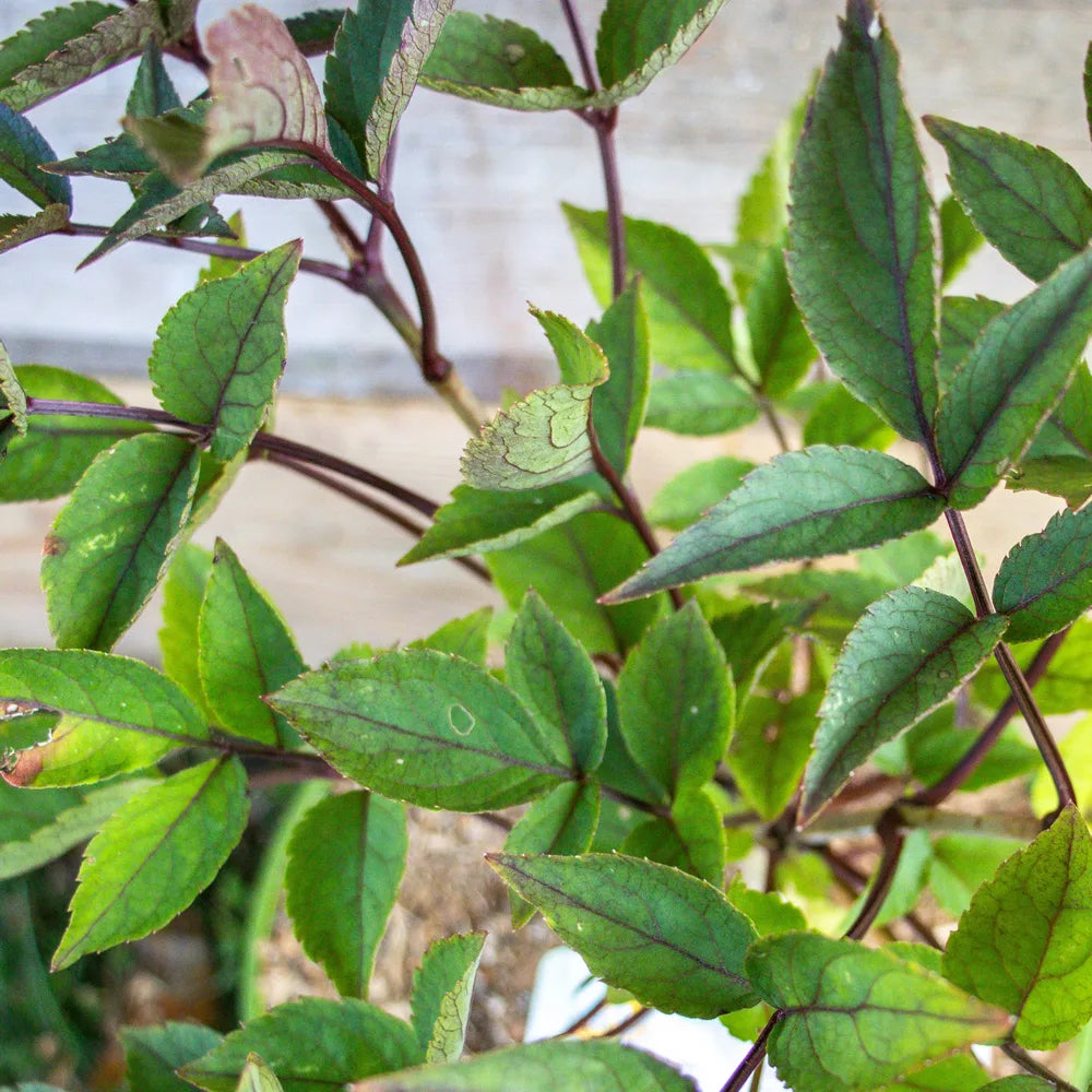 HolunderbuschBlackBeautydetail