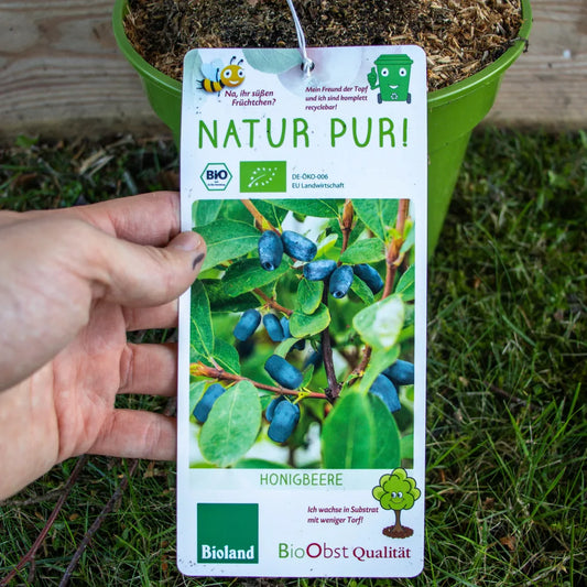 Honigbeere Aurora label