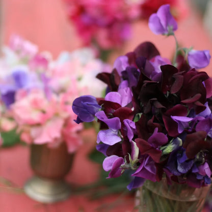Duftwicken Samenmischung handverlesen aus Deutschland (Lathyrus odoratus) (ca. 25 Samen)