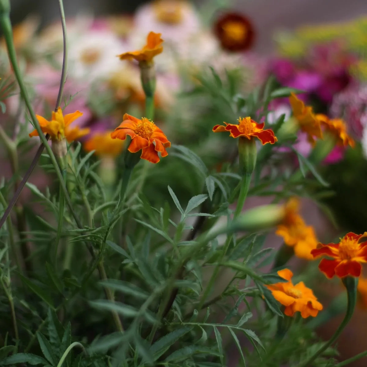 Tagetes Samenmischung handverlesen aus Deutschland (Tagetes patula & tenuifolia) (ca. 30 Samen)
