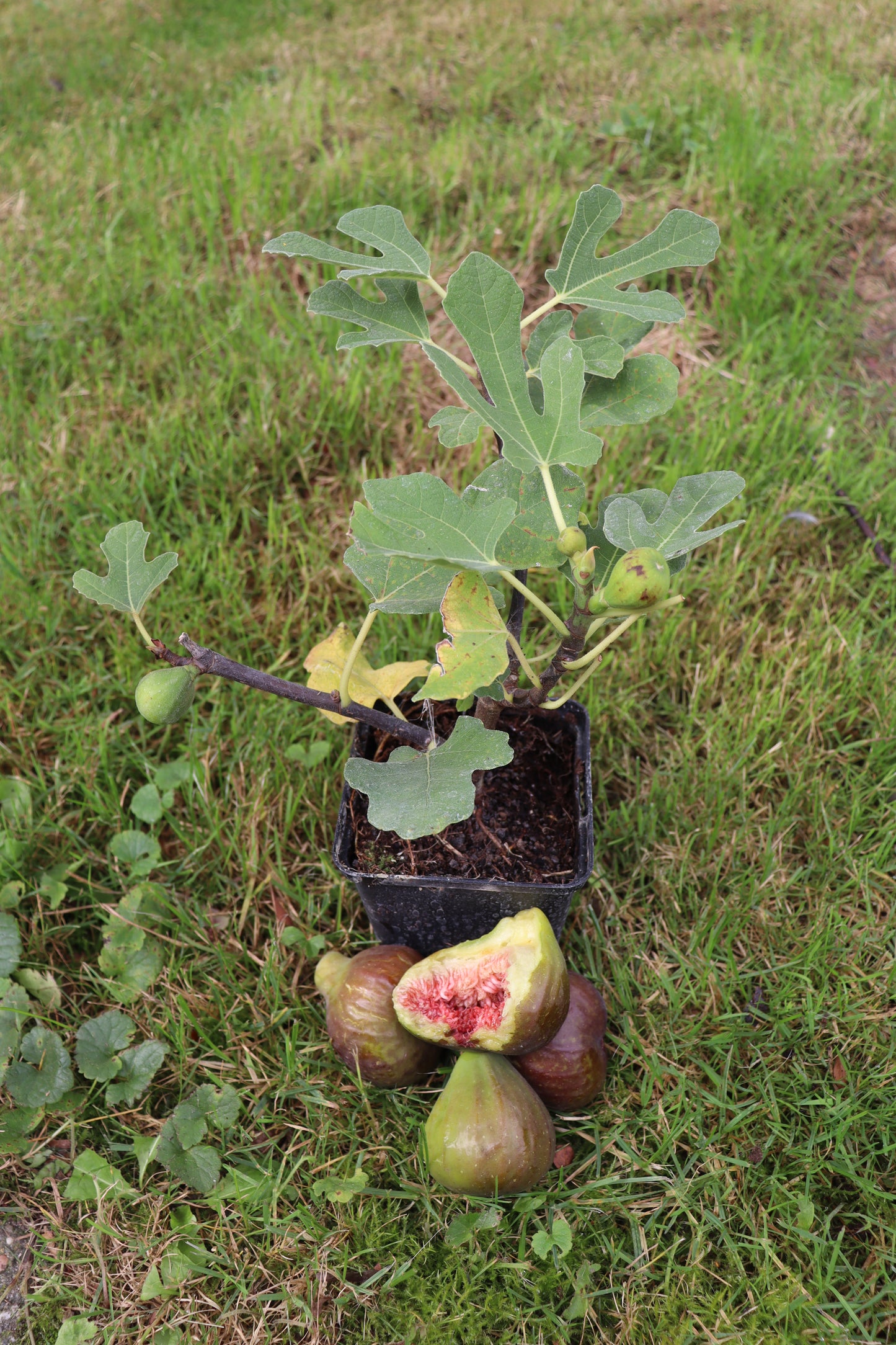 Feigenbaum Firoma