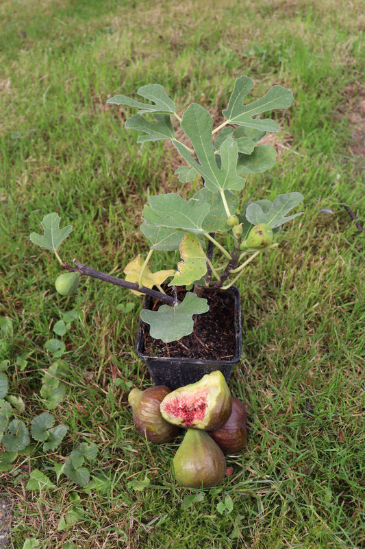 Feigenbaum Firoma
