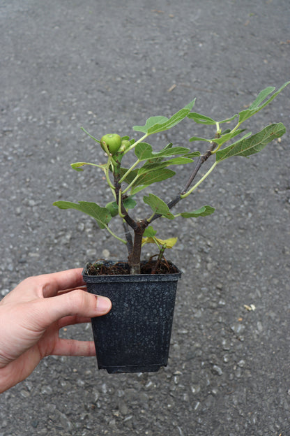 Feigenbaum Firoma