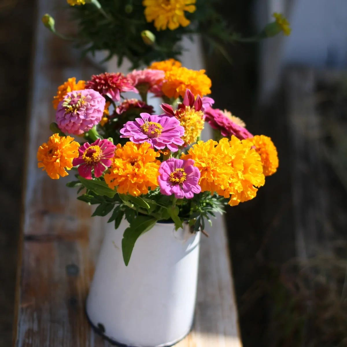 Tagetes Samenmischung handverlesen aus Deutschland (Tagetes patula & tenuifolia) (ca. 30 Samen)