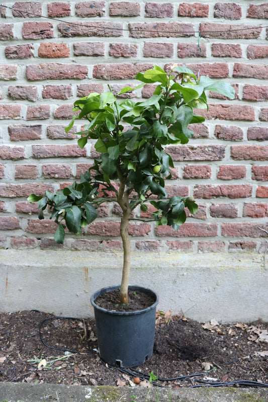 Zitronenbaum – Mediterranes Flair für Zuhause