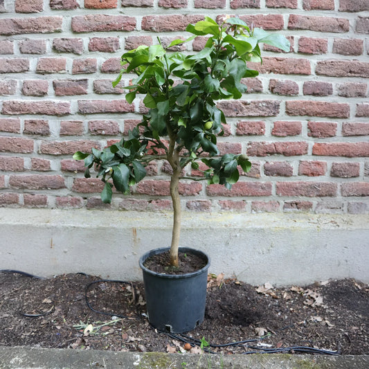 Zitronenbaum – Mediterranes Flair für Zuhause