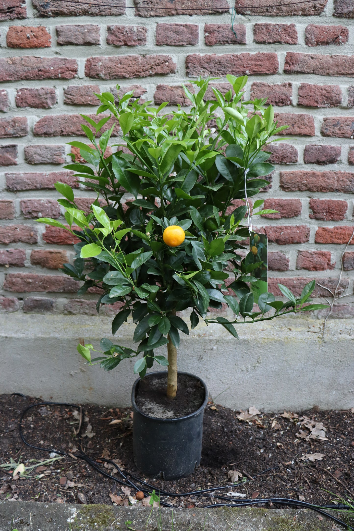 Calamondin – Zierliche Zitruspflanze mit Fruchtzauber