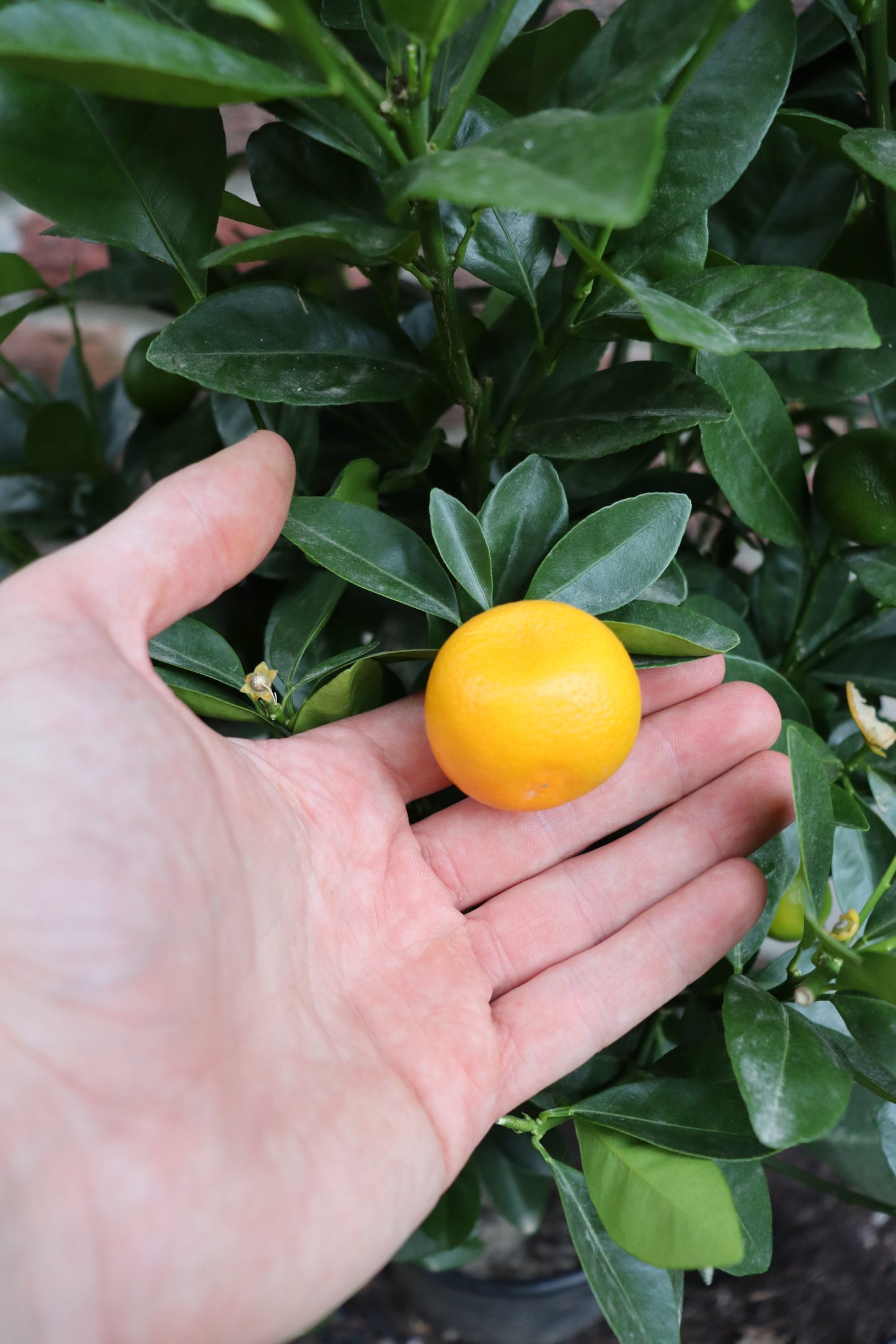 Calamondin – Zierliche Zitruspflanze mit Fruchtzauber
