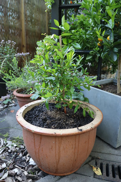 Granatapfel `Acco´