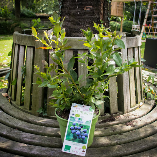 Heidelbeere - Bluecrop – die bewährte Klassikerin unter den Blaubeeren