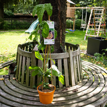 Maracuja Pflanze "Suntropics"