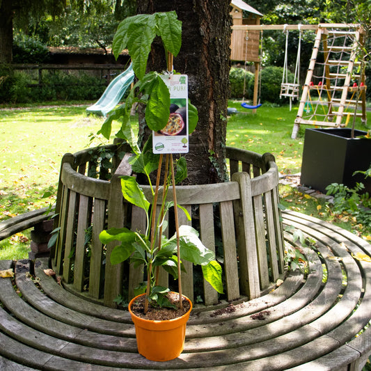 Maracuja Pflanze "Suntropics"